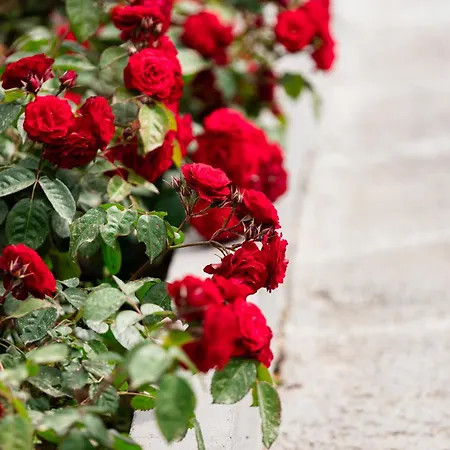 Сasa de vacaciones Zeusplace Red Roses Traditional House